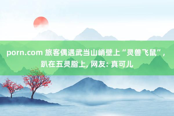 porn.com 旅客偶遇武当山峭壁上“灵兽飞鼠”， 趴在五灵脂上， 网友: 真可儿